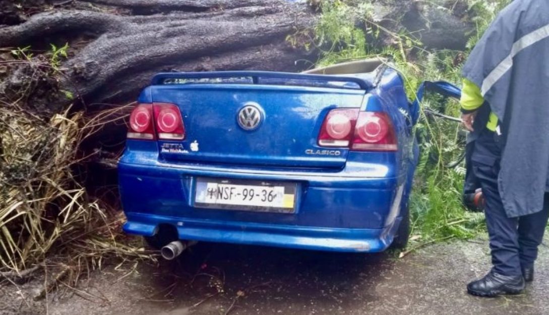 Cae árbol sobre auto en colonia Nápoles; mujer muere y su bebé sobrevive.